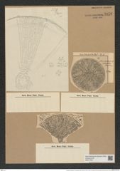 Aulacodiscus angulatus var. neogradensis (Pant.) Rattr. (de-Toni-Nr.: Genus 182, Species 4505) Zeichnungen Sammlung Grunow Nr. 8076 (NHMW-BOT-W0377403)